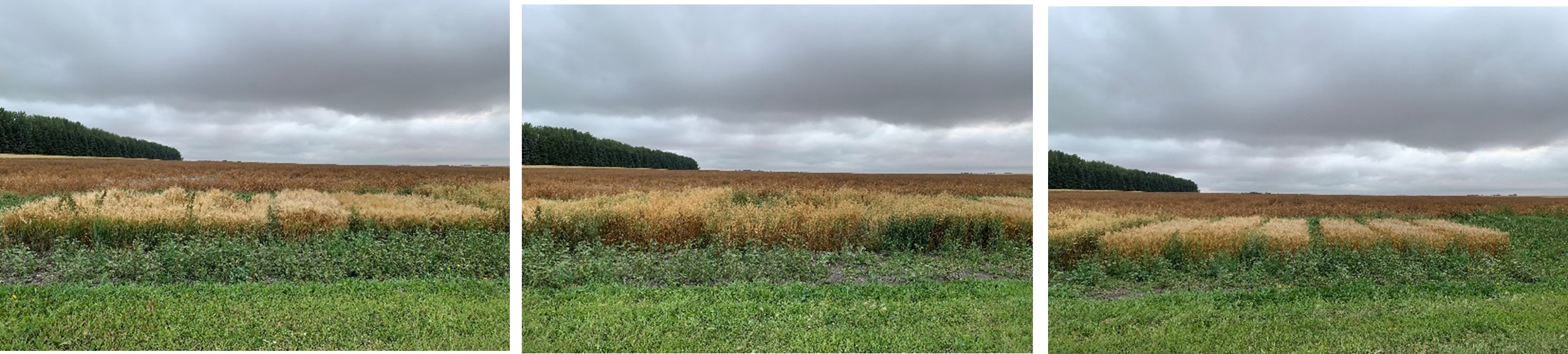 Picture 4-6. Barley (left), oat (middle) and spring wheat (right) varieties growing in Level 1 on September 2, 2025.