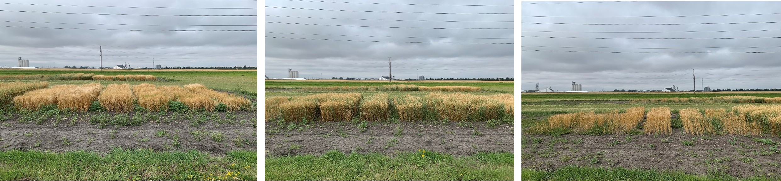 Picture 7-9. Barley (left), oat (middle) and spring wheat (right) varieties growing in Level 2 on September 2, 2025.