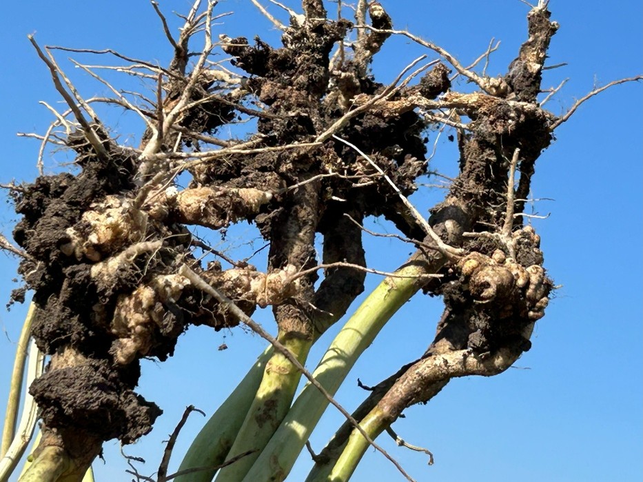 Severe galling of the roots was observed in the clubroot resistant varieties of canola.
