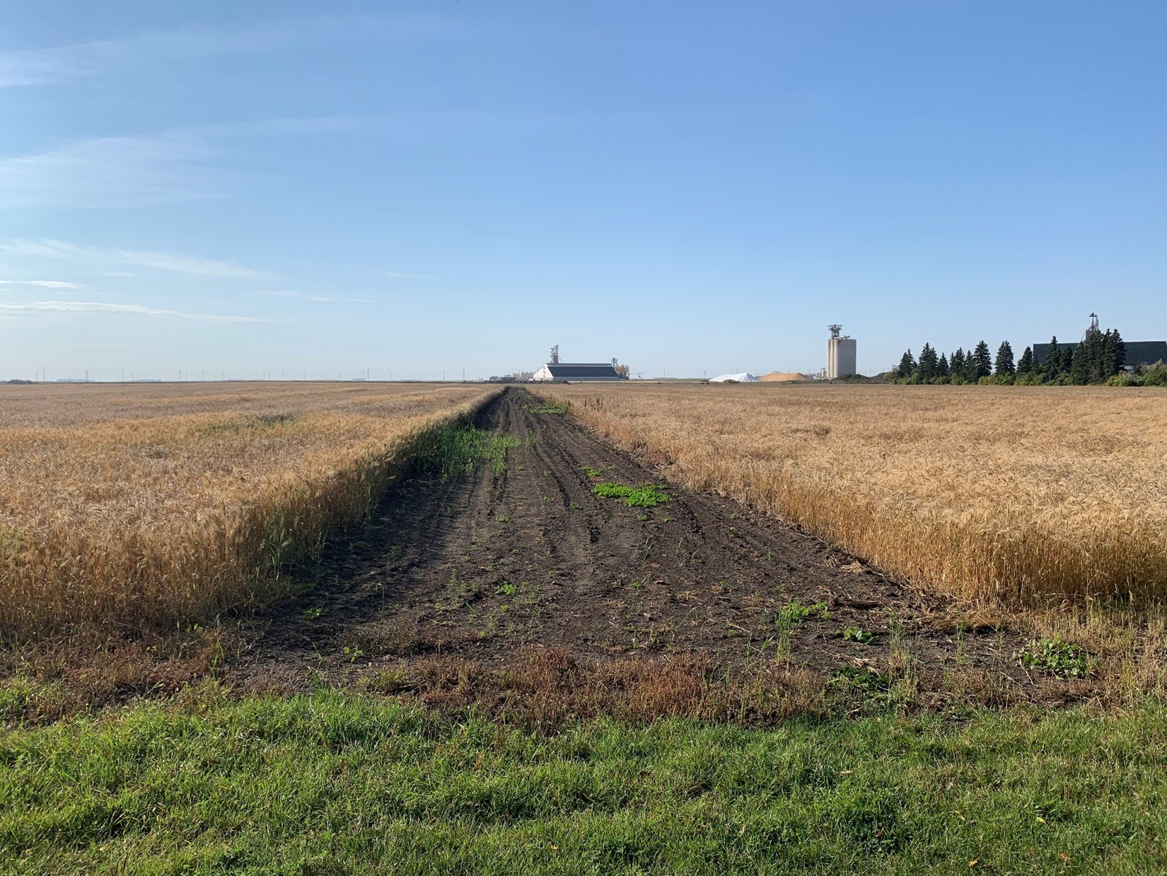 The Langdon Research Extension Center conventional-till versus no-till demonstration sites on September 29, 2025.