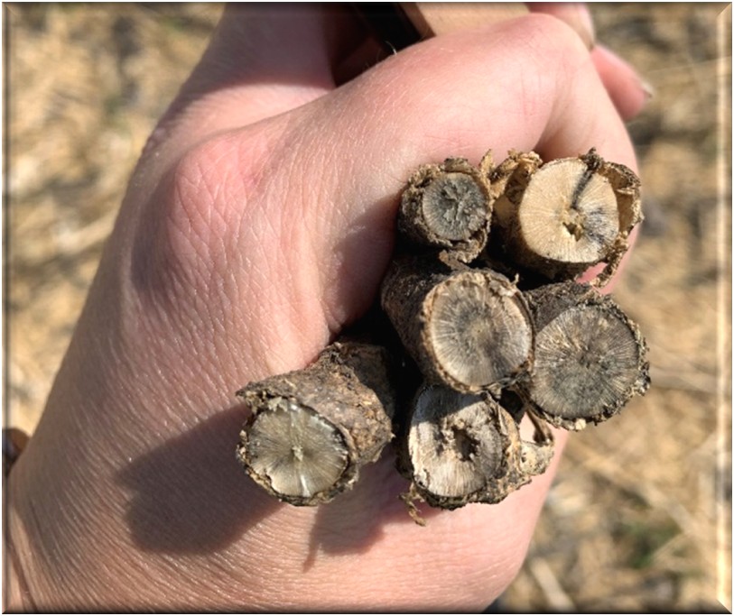 The picture below depicts Verticillium stripe disease on the cross-section of canola stubble.