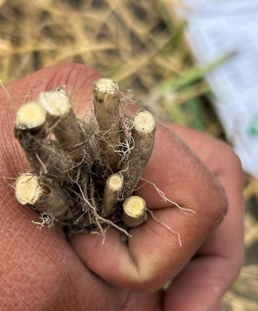 Verticillium stripe incidence and severity ratings were recorded by making the cross section of the canola stems at the collar region.