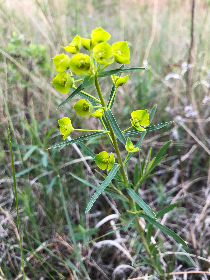 LEAFY SPURGE