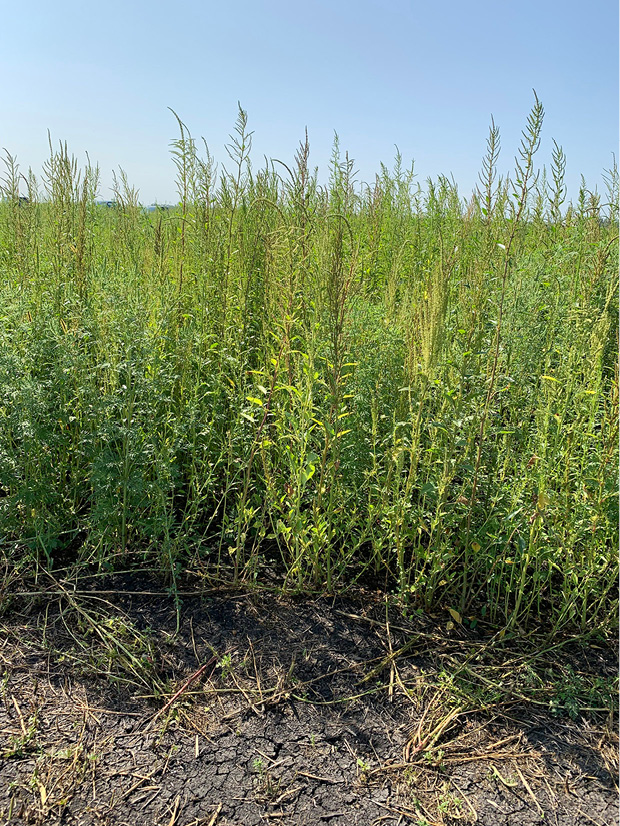 Waterhemp
