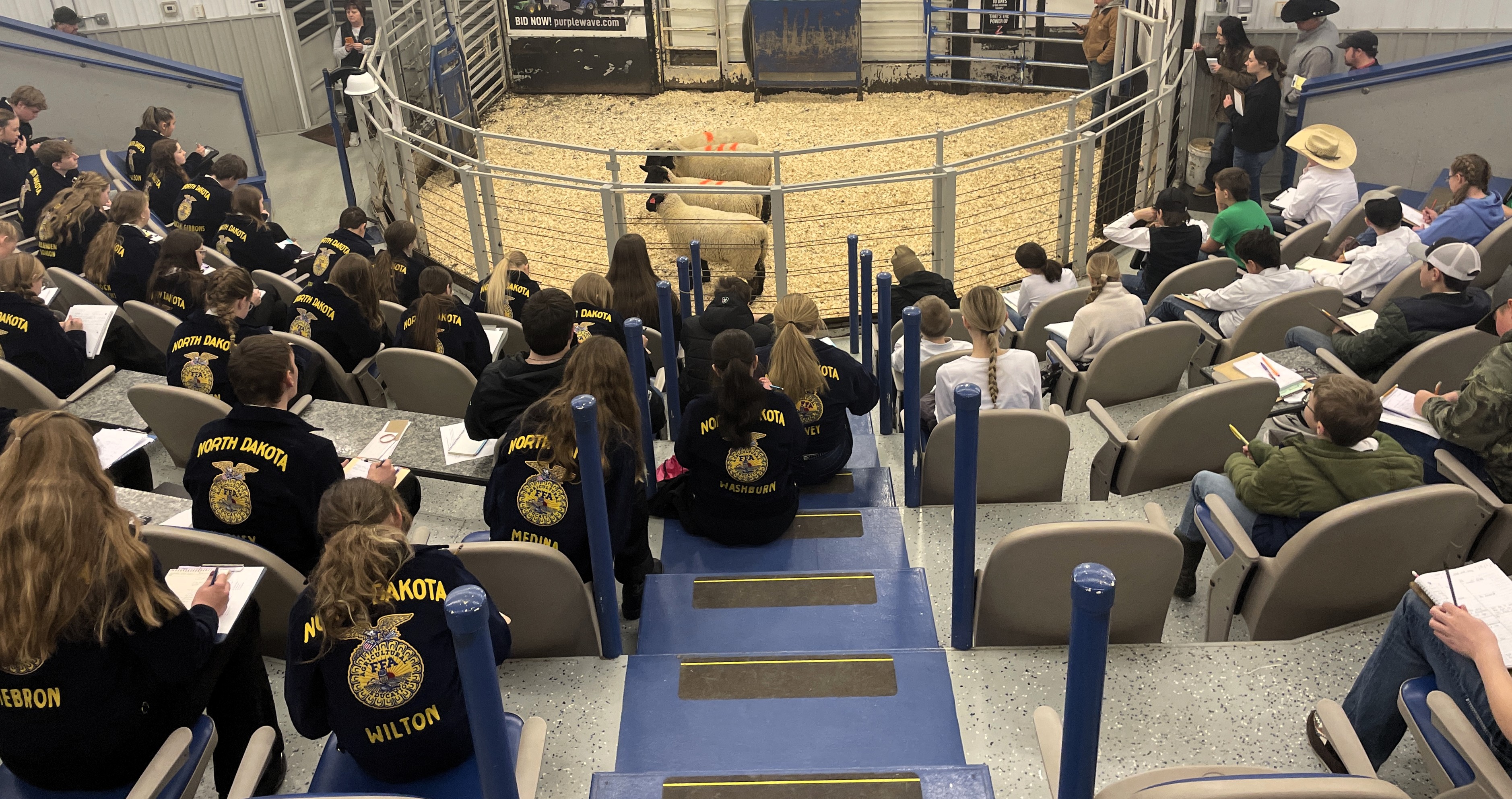 Judging at Napoleon Livestock 2025