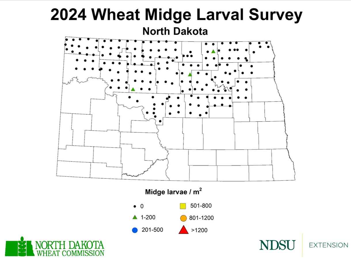 0-200 midge larvae/ per sq. meter found in Towner, Pierce and Ward Counties