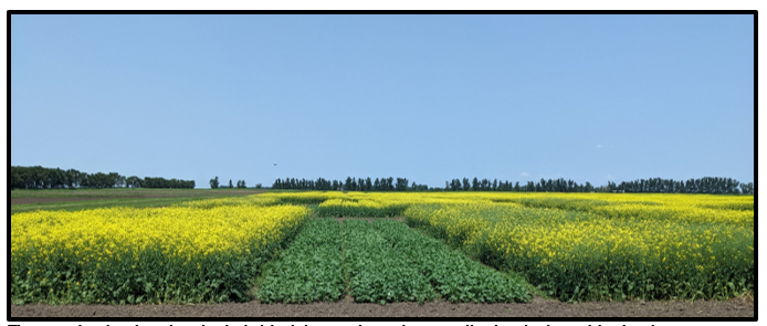 Canola showing different planting dates.