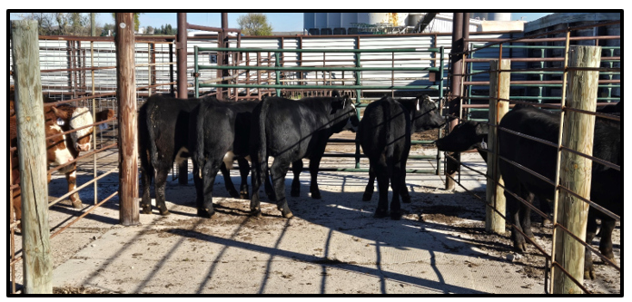 Calves consigned to Dakota Feeder Calf Show.