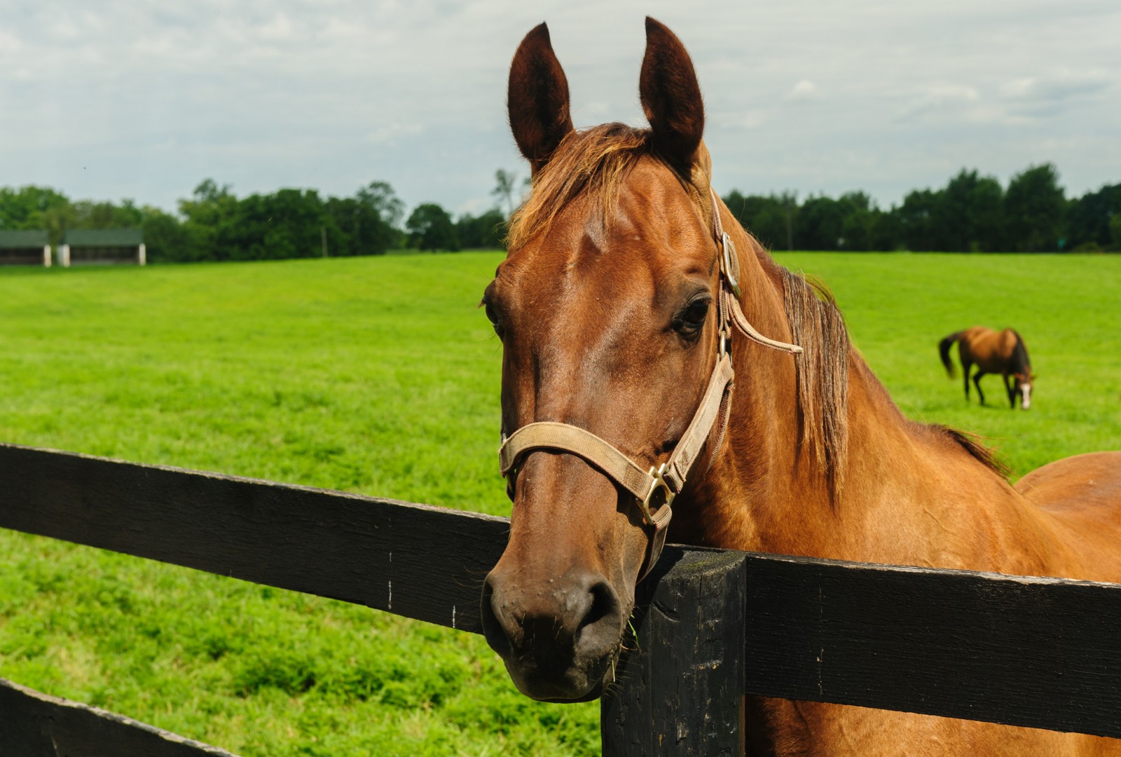 A brown horse leans over a black fence, surrounded by green grass. Another brown horse grazes in the background.