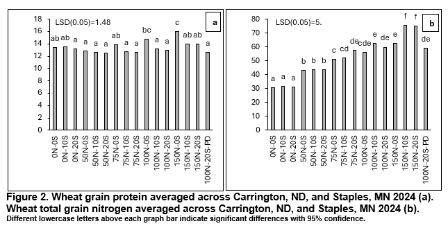 Figure showing wheat grain protein and total grain nitrogen in Carrington, ND, and Staples, MN, in 2024.
