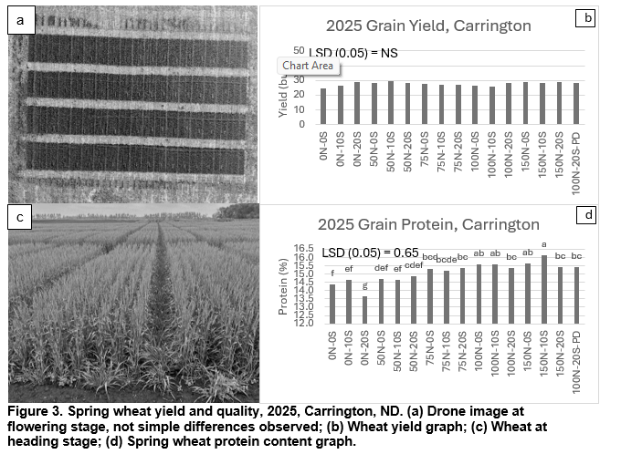 Figure showing spring wheat yield and quality in 2025.