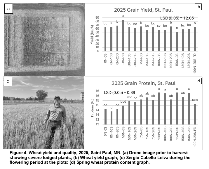 Figure showing wheat yield and quality in 2025 at Saint Paul, MN.