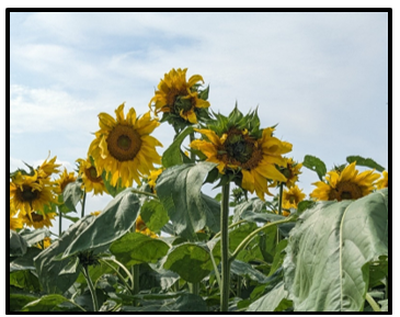 Effect of Cochulis hospes caused misshapen heads and confounded the weevil results for 2024.