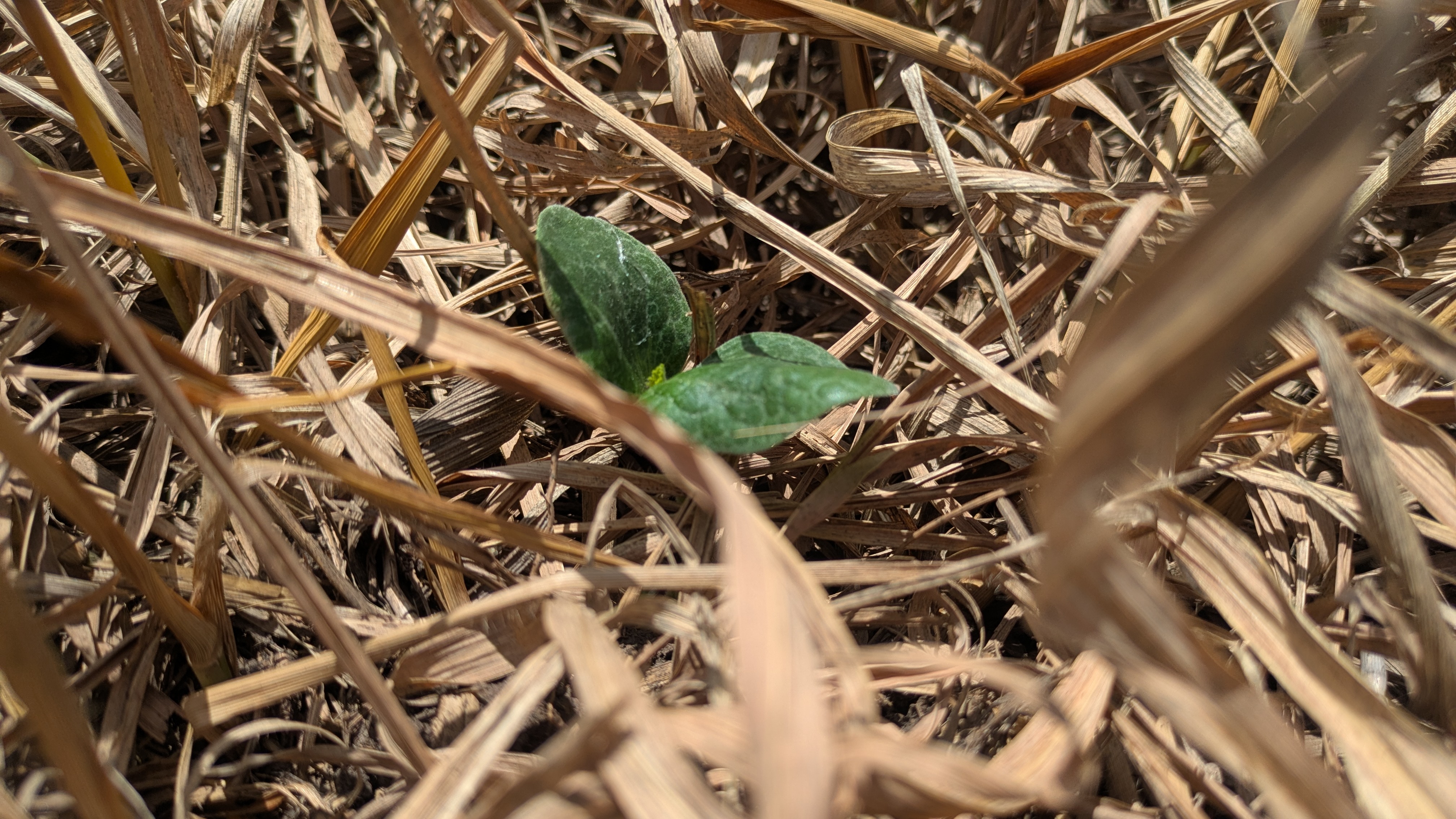 Baby pumpkin in oats