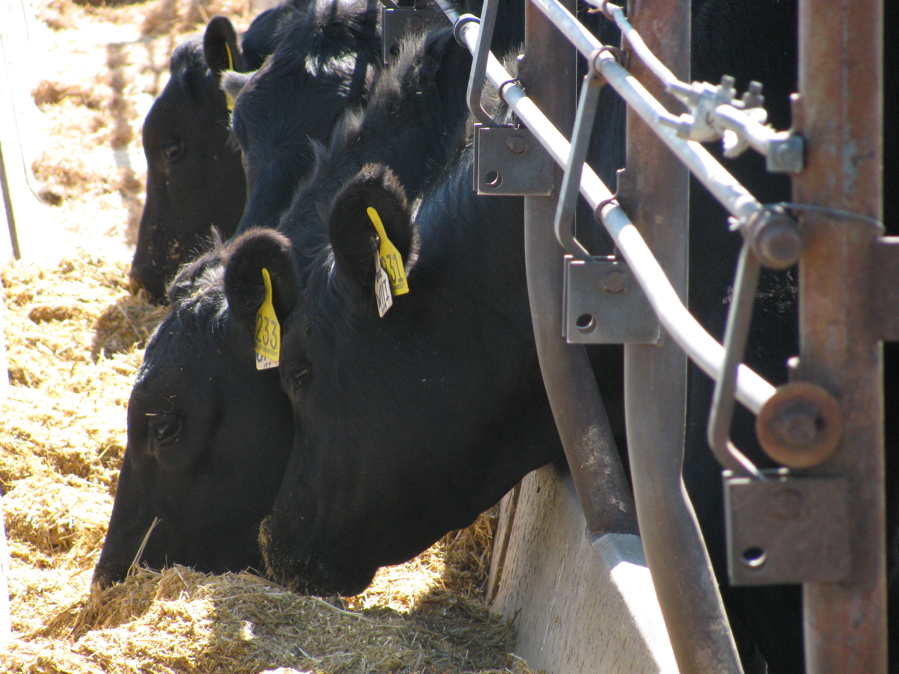 Black cattle eat at a cement bunkline