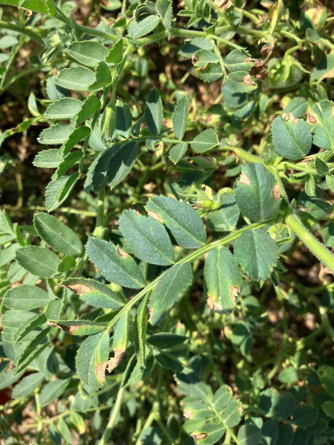 Ascochyta blight in chickpea