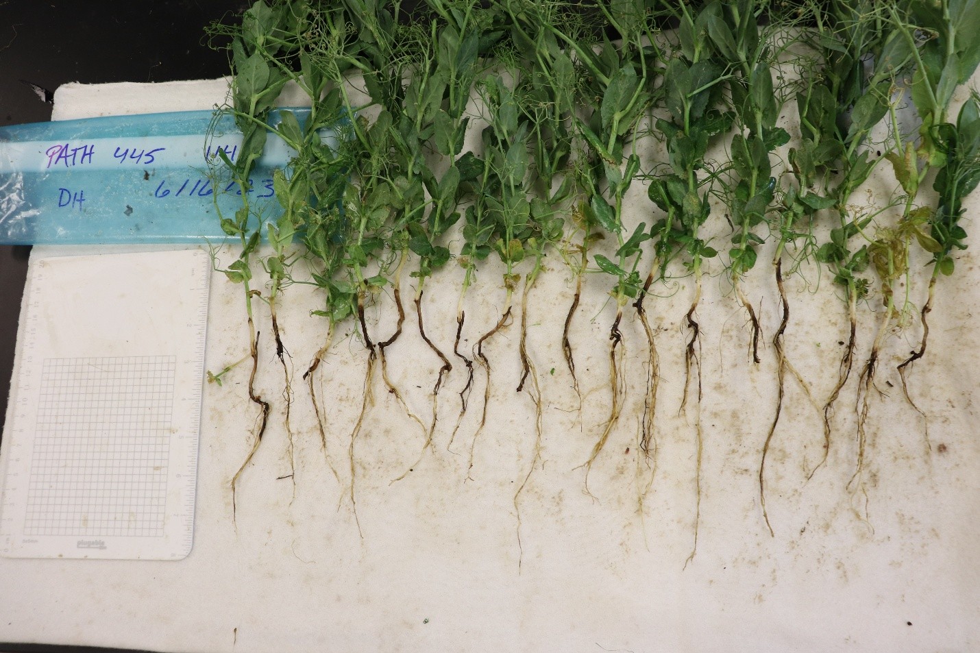 Fusarium root rot in field pea