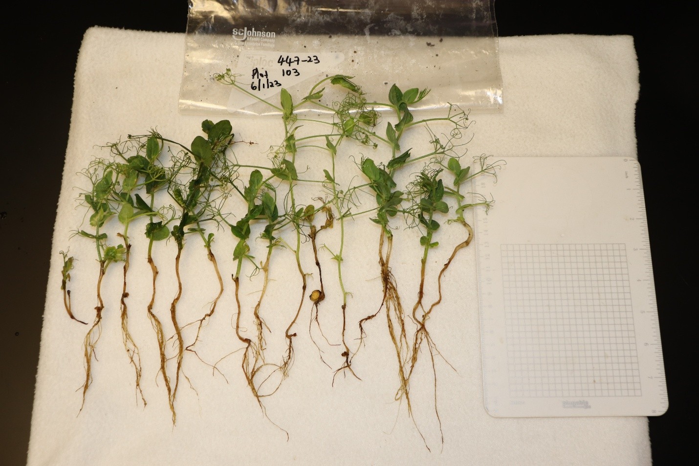 Aphanomyces root rot in field pea