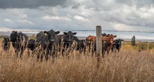 cattle in a fenced pasture