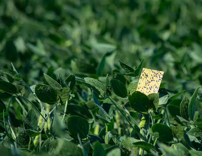 A bright yellow card is attached to a bean plant in a field.