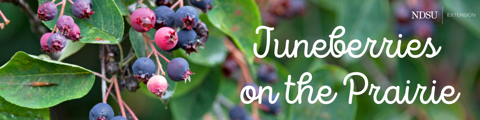juneberries in a cluster set on a green background