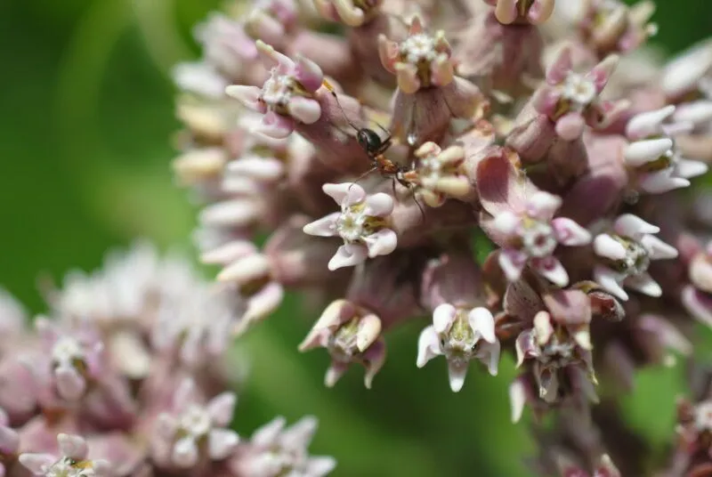 Milkweed plant