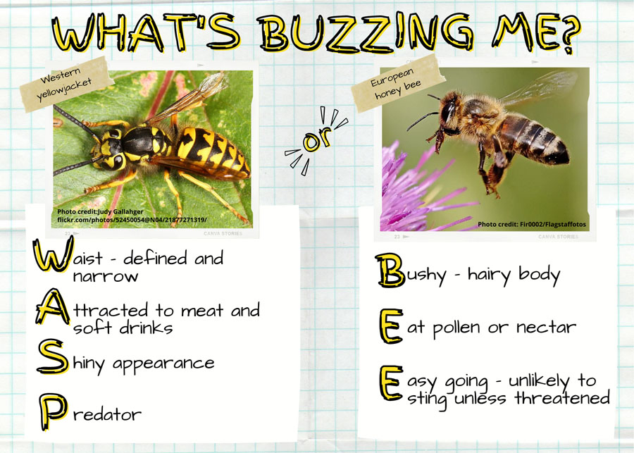 What's buzzing me graphic