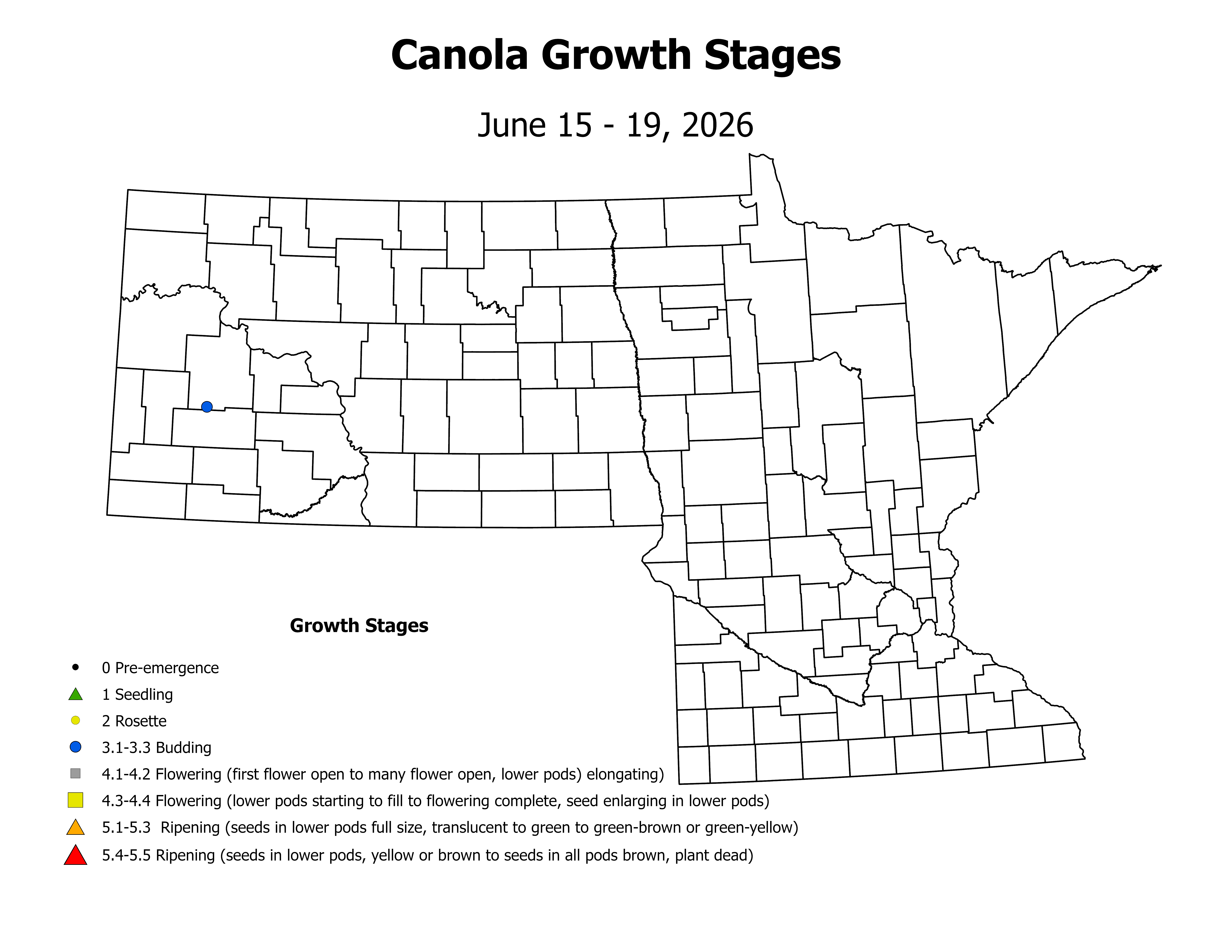canolaInsectTrap_CropStage_2026June15ToJune19