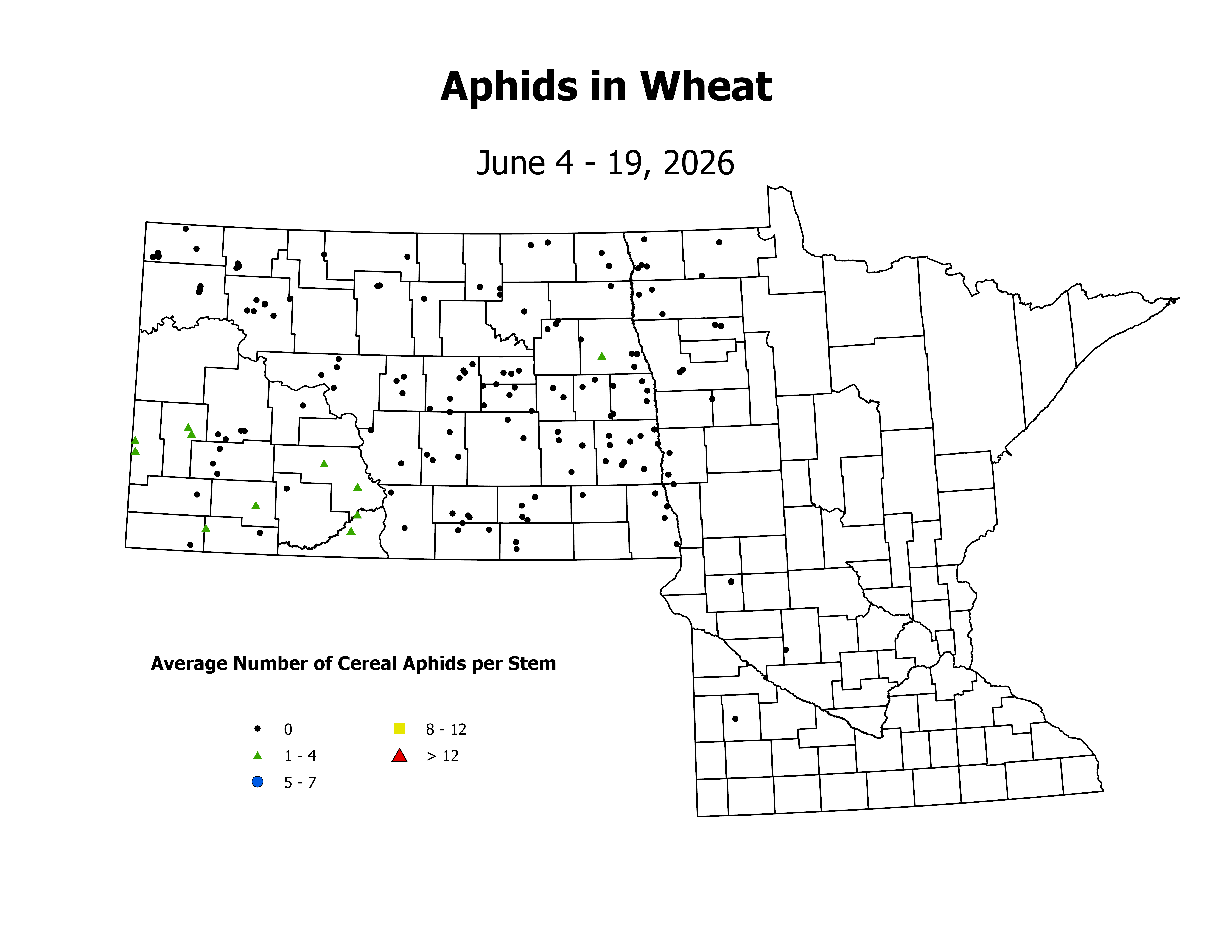 wheat_Aph_Stem_2026June4ToJune19