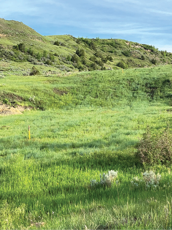 revegetation