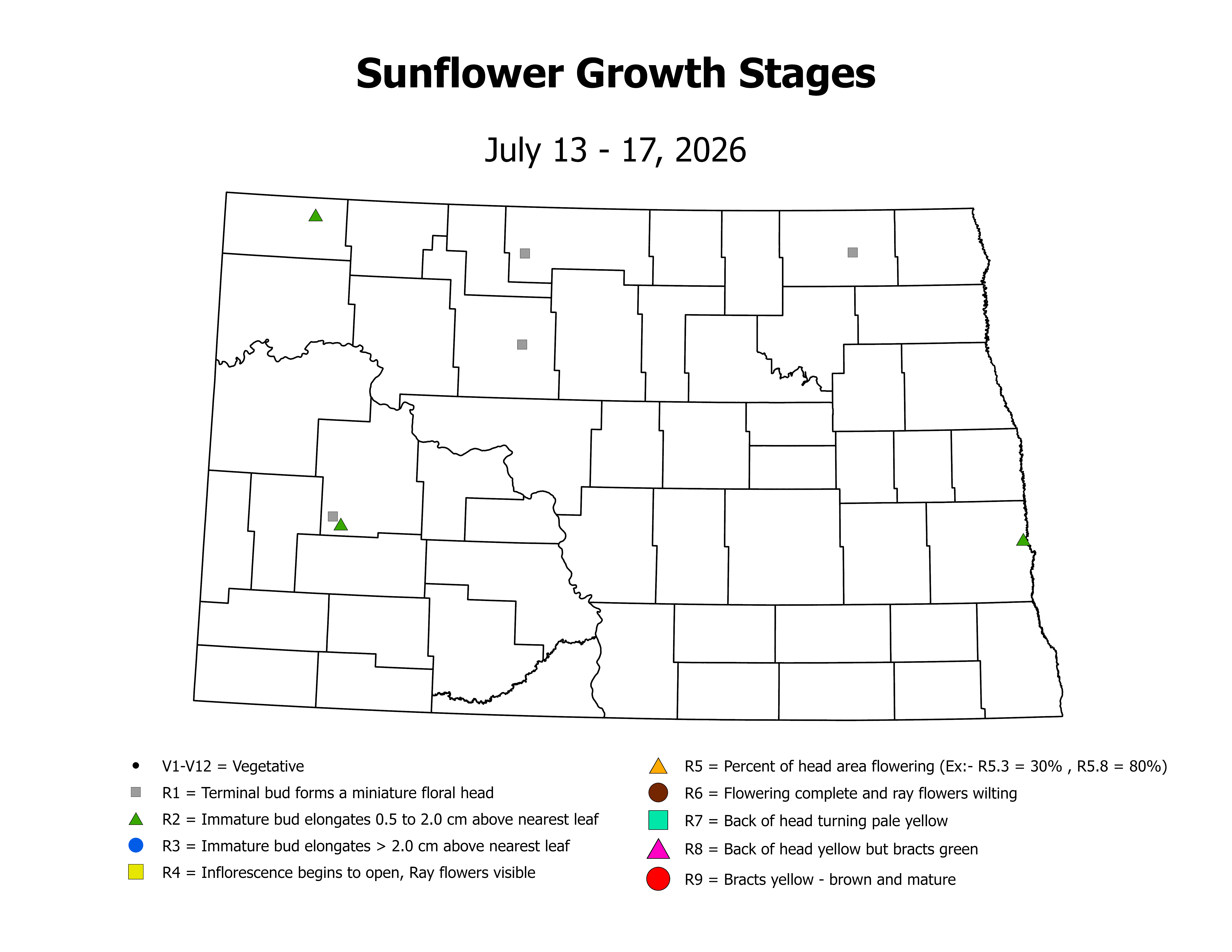 sunflowerInsectTrap_CropStage_2026July13ToJuly17