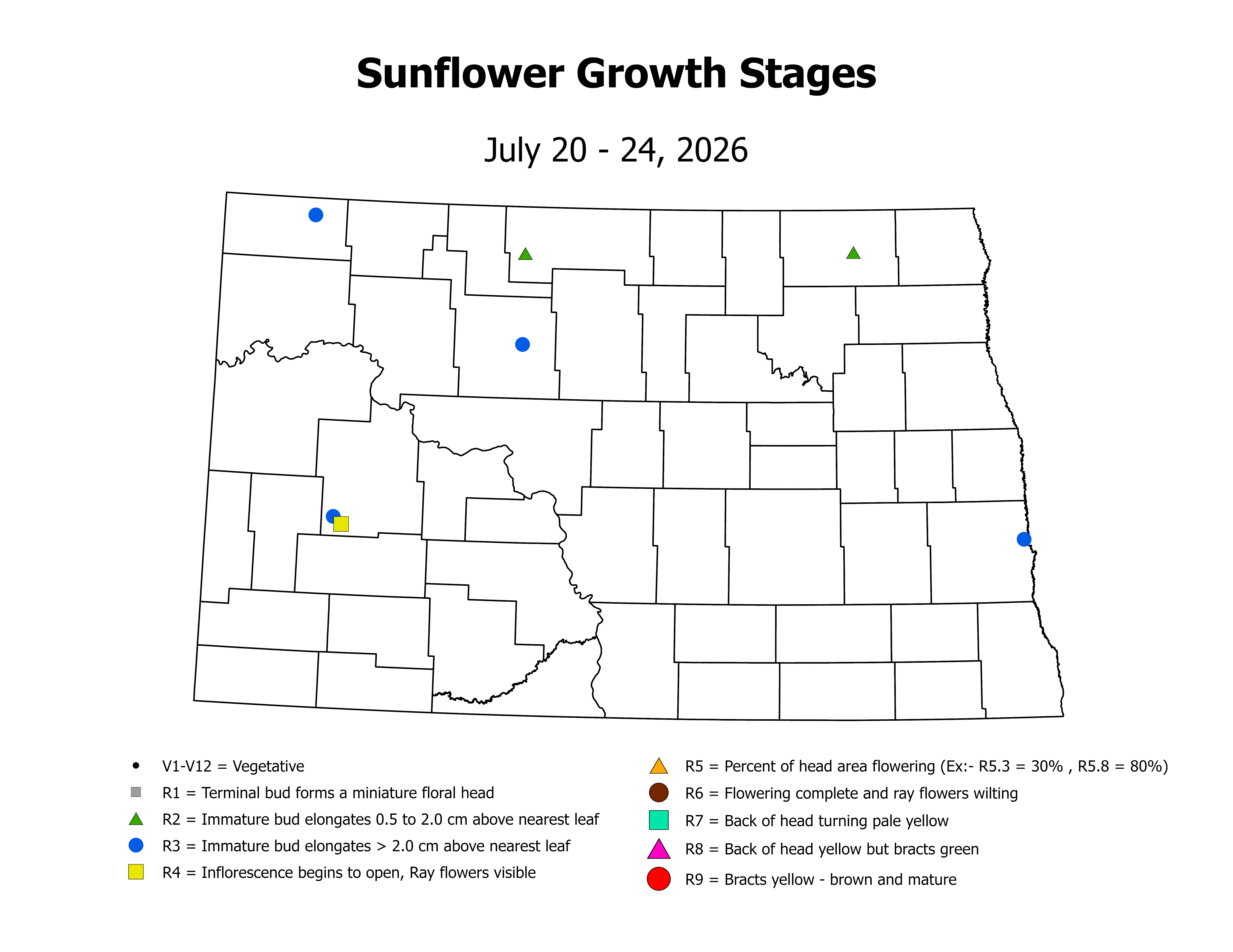 sunflowerInsectTrap_CropStage_2026July20ToJuly24