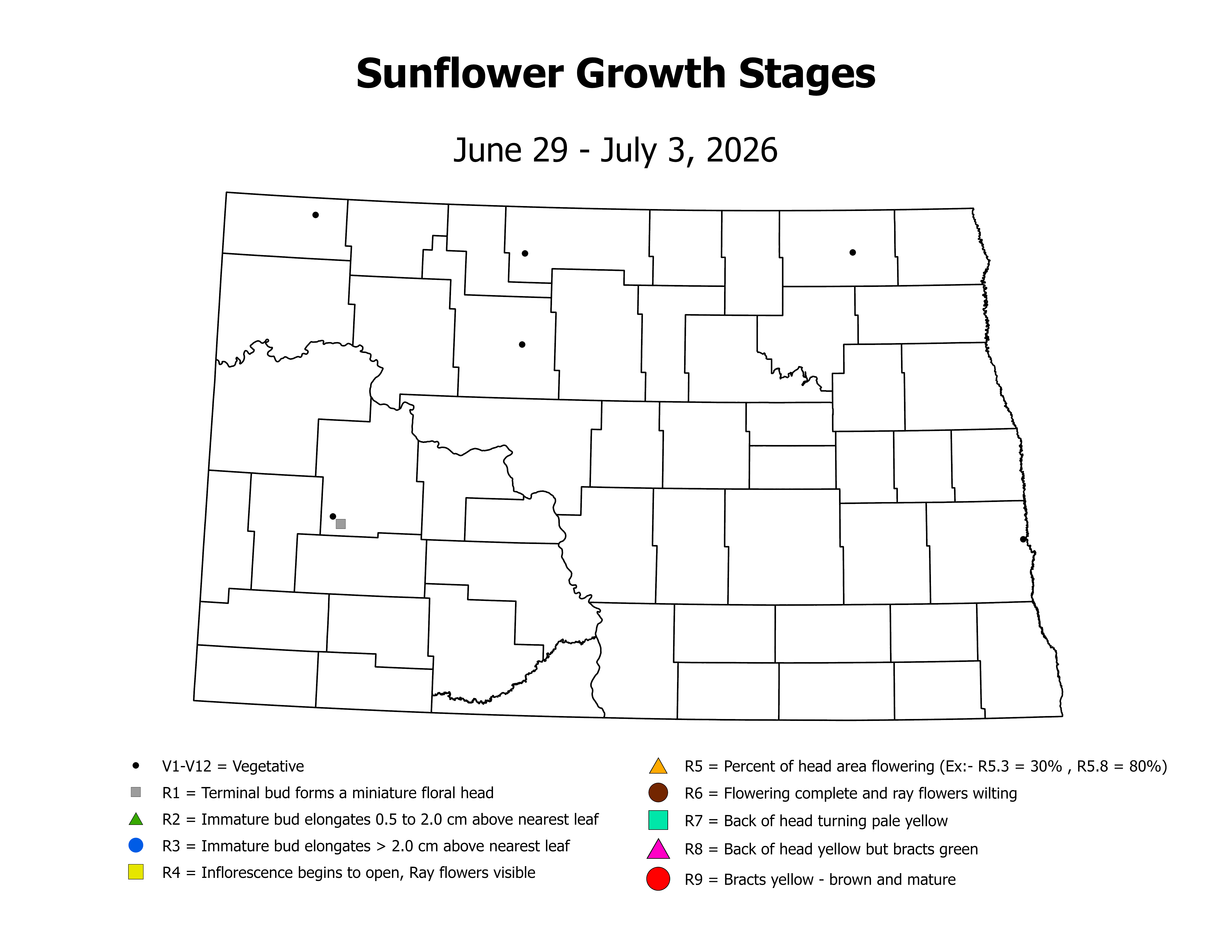 sunflowerInsectTrap_CropStage_2026June29ToJuly3