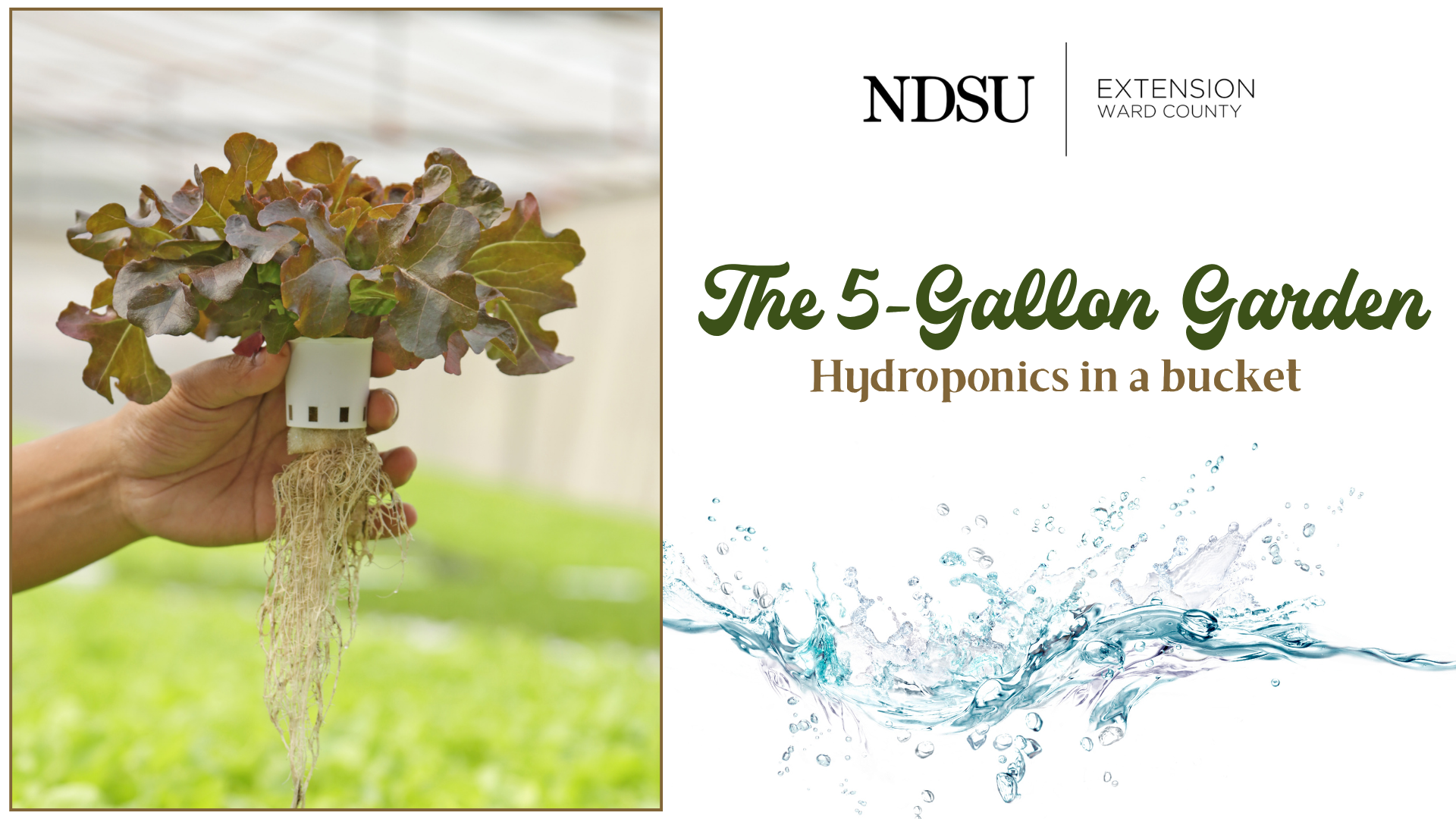 hydroponically grown lettuce in a mesh net pot with water splash background. Indicating The 5-Gallon Garden: Hydroponics in a bucket title with the NDSU Extension Ward County logo