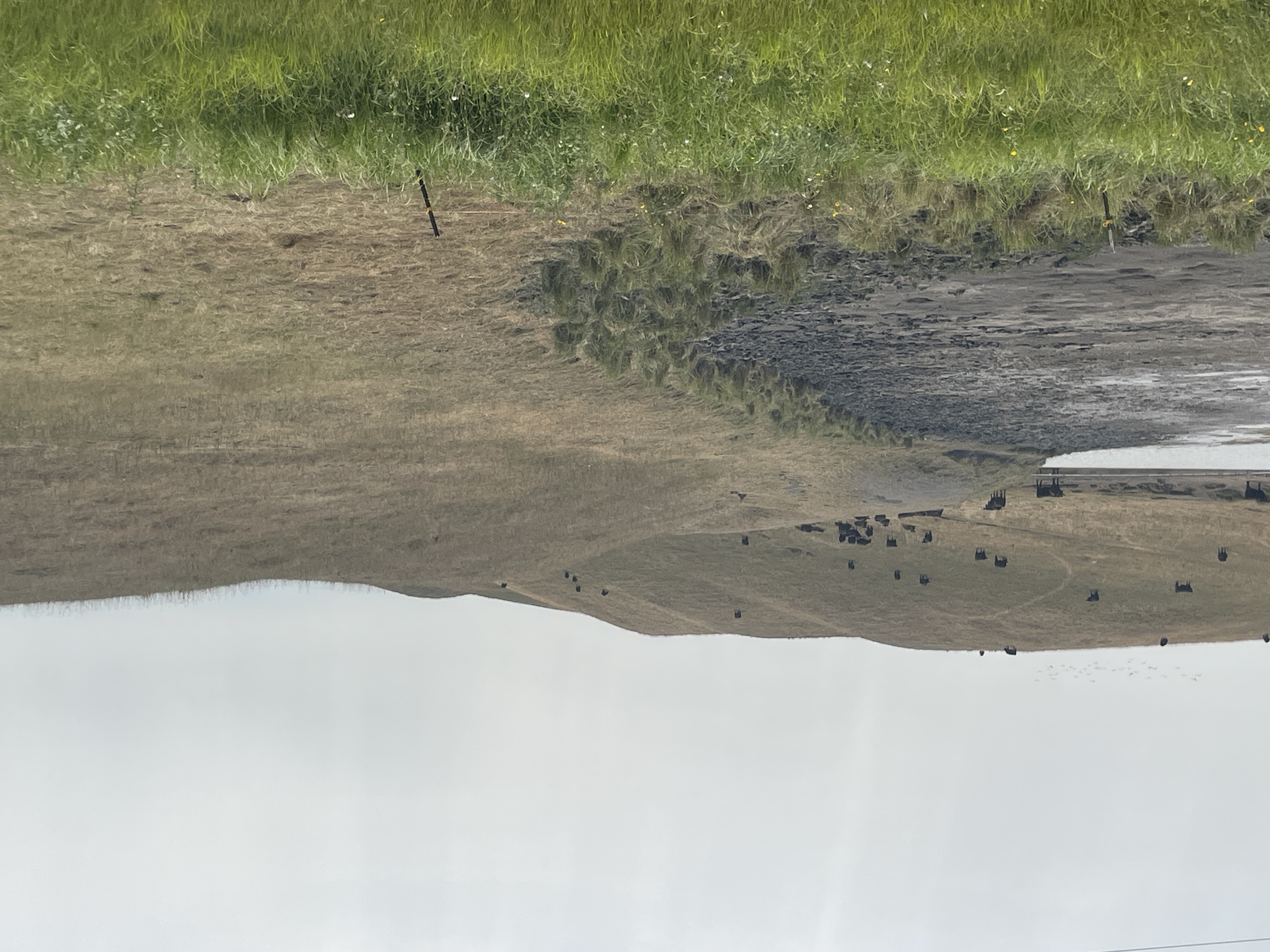 cows grazing in field