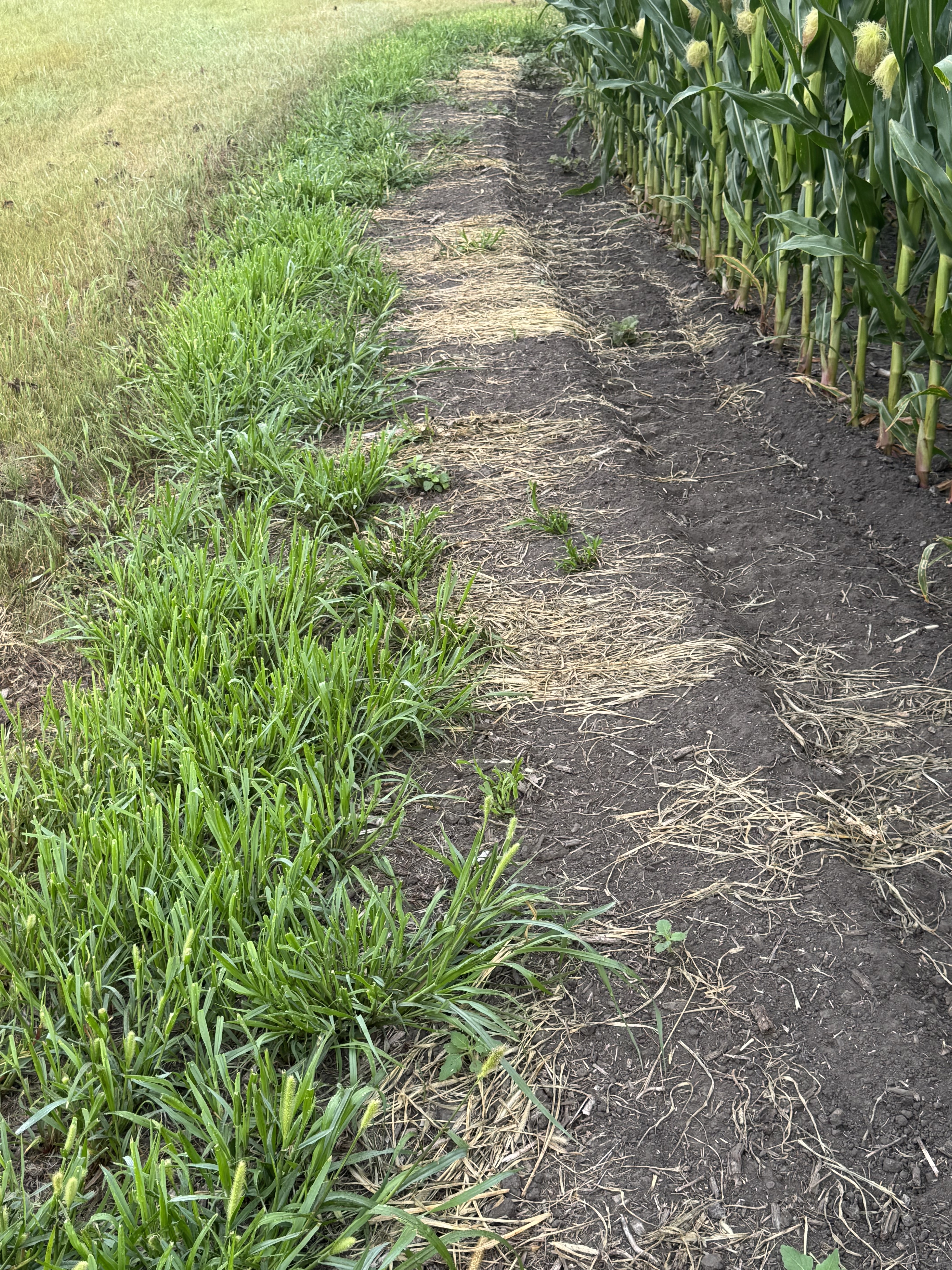 The clean perimeter of a corn field with bare ground and short grasses.