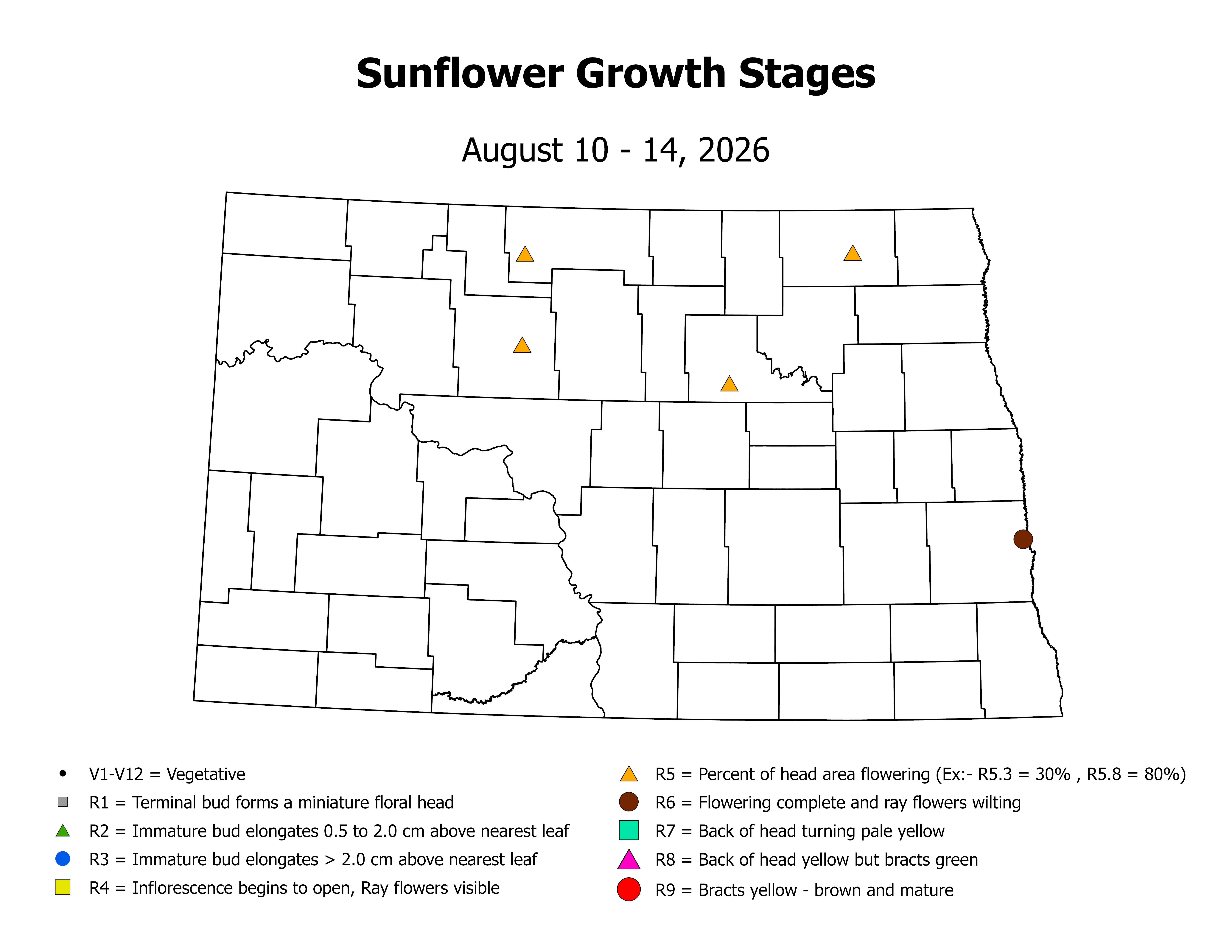 sunflowerInsectTrap_CropStage_2026August10ToAugust14.png
