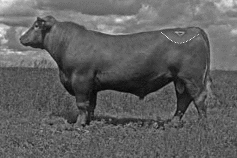Bull standing to observe body condition score
