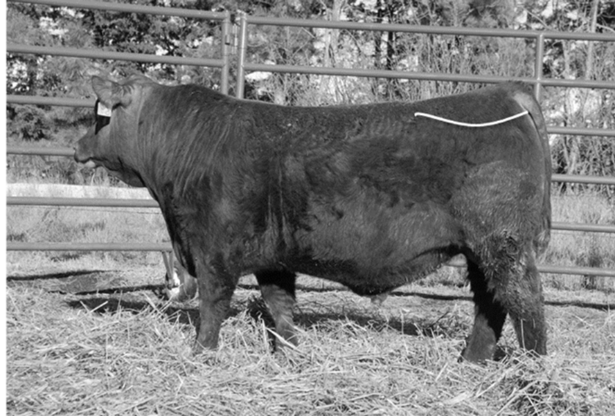 Bull standing to observe body condition score