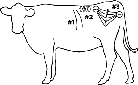 Illustration showing the areas of the bull that one would look at to score the body condition of the particular bull