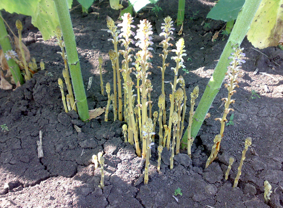 Asparagus looking Orobanche cumana stems emerging from the dirt
