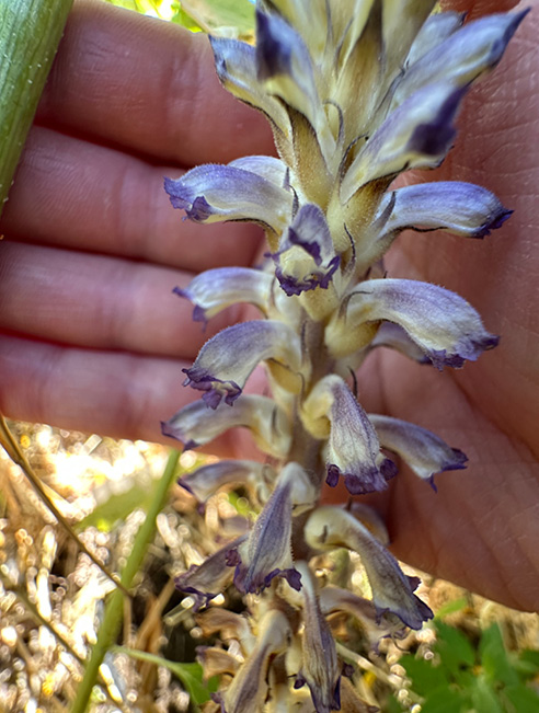 Small, white-to-pale-blue flowers of the Orobanche cumana plant