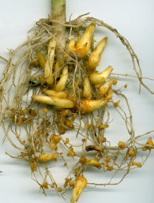 Sunflower root system with multiple Orobanche plants attached