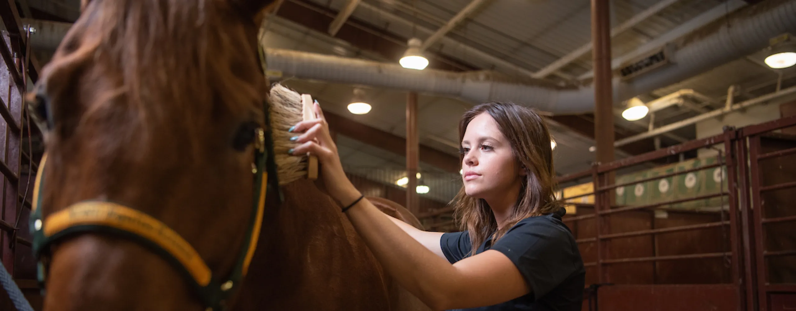 NDSU Equine Student Brushing Horse