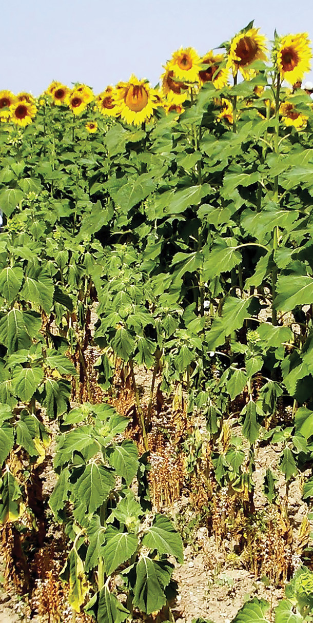 Orobanche cumana plants in the soil next to sunflowers in a field
