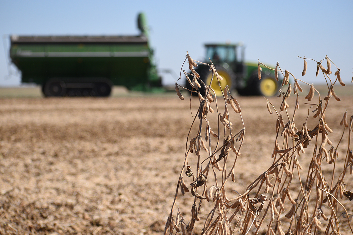 Soybeans at harvest in foreground and combine in background