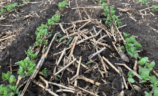 Green rows of seedling flax with emerging true leaves growing in a field.