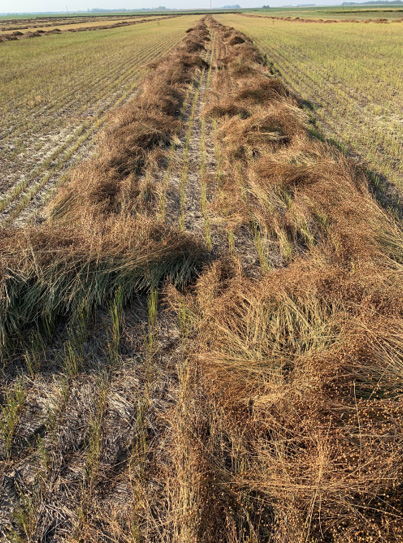 Mature, golden flax swathed into double rows in a field, ready for seed harvest.