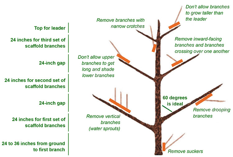 Diagram showing the basics of pruning fruit trees