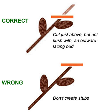Diagram showing how to prune a small branch
